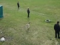 Коза выбежала на поле в матче чемпионата Молдовы