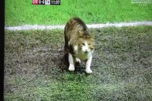 ���, ������������ ���� ��������� � ����������