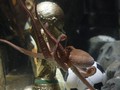 В аквариуме осьминога Пола установили копию Кубка мира