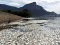 В гребном канале Олимпиады-2016 в Рио нашли 21 тонну мертвой рыбы