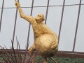 В России надеются, что обезьяна с мячом принесет удачу футболистам на ЧМ-2018