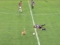 В Аргентине собака выбежала на поле и срубила игрока не хуже Винни Джонса