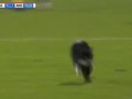 Черный спринтер: Кот выбежал на поле во время матча в Голландии