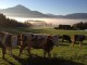 Знаменитые счастливые австрийские коровы 
