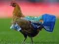 Фанаты в Бельгии заменили пиротехнику курицами