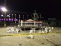 На Филиппинах во время боксерского матча взорвалась бомба