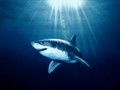 Большой улов: Форвард МЮ Робин ван Перси поймал акулу на рыбалке