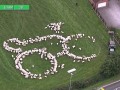 Овцы выстроились в форме велосипеда на этапе Тура Британии