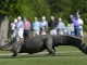 Трехлапый аллигатор посетил турнир по гольфу Zurich Classic в Новом Орлеане (штат Луизиана, США)