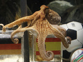 Испанцы пригласили моллюска-прорицателя на Праздник осьминога
