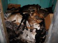 PETA: Из-за Евро-2012 в Украине продолжают убивать бездомных собак