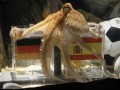 В Оберхаузене хотят надругаться над останками осьминога Пауля