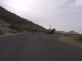 В ЮАР страус устроил погоню за велосипедистами